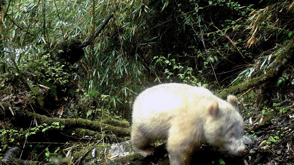 foto del panda gigante albino