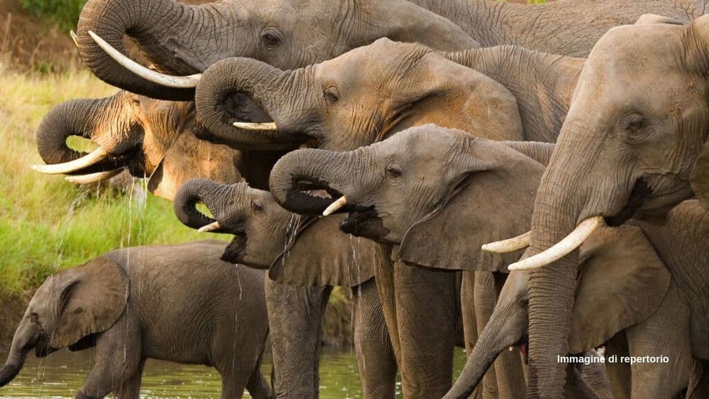 Riapre la caccia agli elefanti in Botswana (Immagine di repertorio)