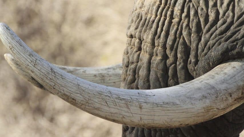 Troppi elefanti vengono uccisi ogni anni per le loro preziose zanne (Immagine di repertorio)