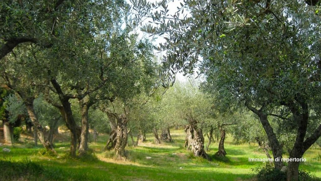 Ulivi (Immagine di repertorio)
