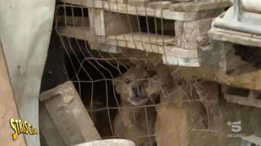 Un altro cane che vive nell'uliveto in condizioni precarie. Immagini: Puntata di Striscia la Notizia