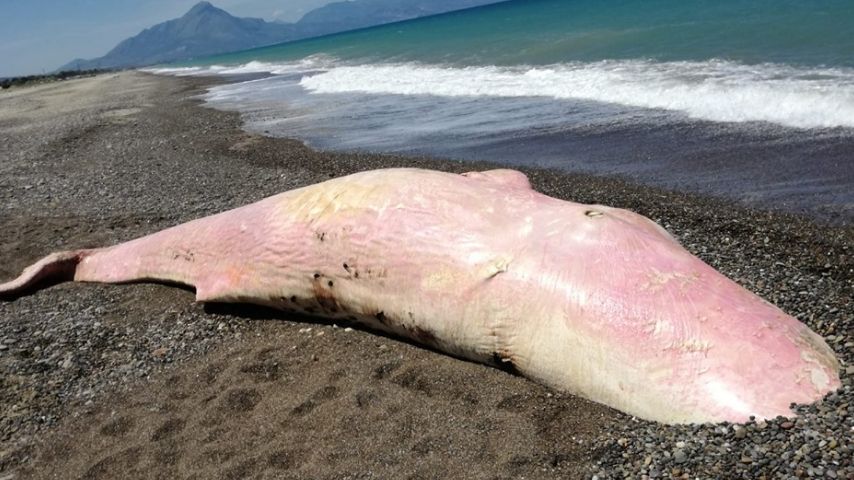 Uno dei capodogli morti questa settimana in Sicilia (Foto Facebook Museo della Fauna - UNIME)