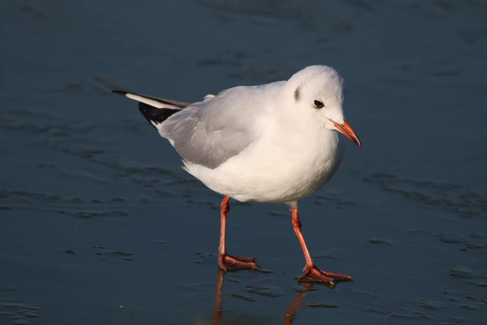 gabbiano