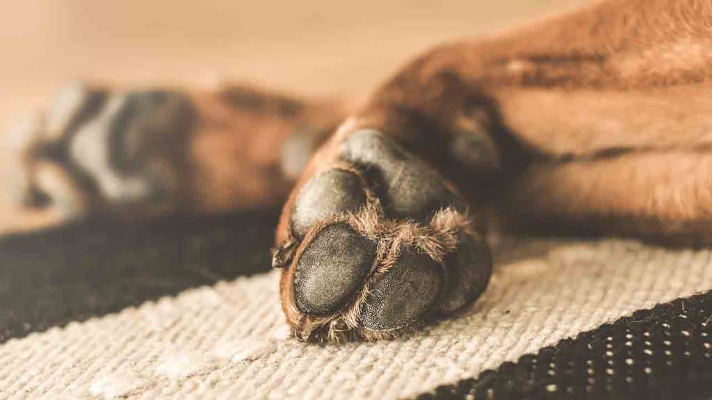 Adottano un cane al canile, dopo 5 anni la sentenza: “Va restituito al padrone precedente”