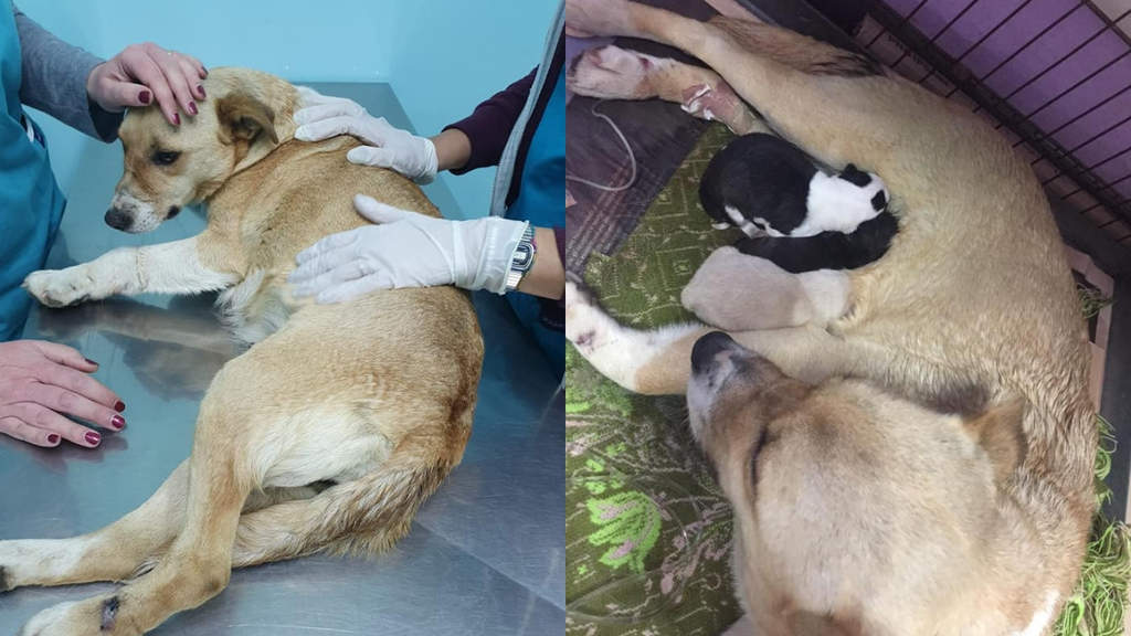 cane abbandonato partorisce cuccioli
