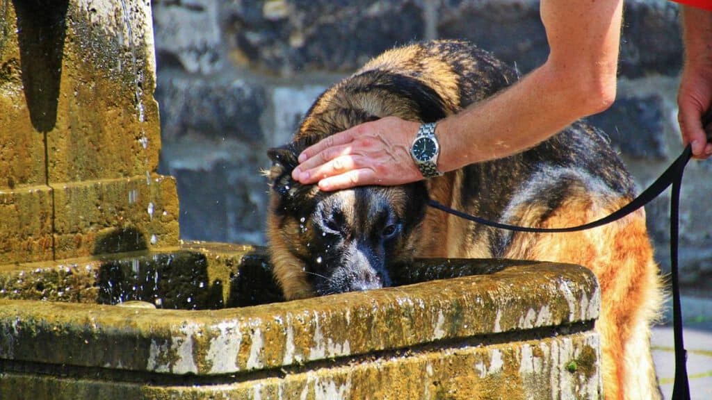 cane che beve in una fontana in estate