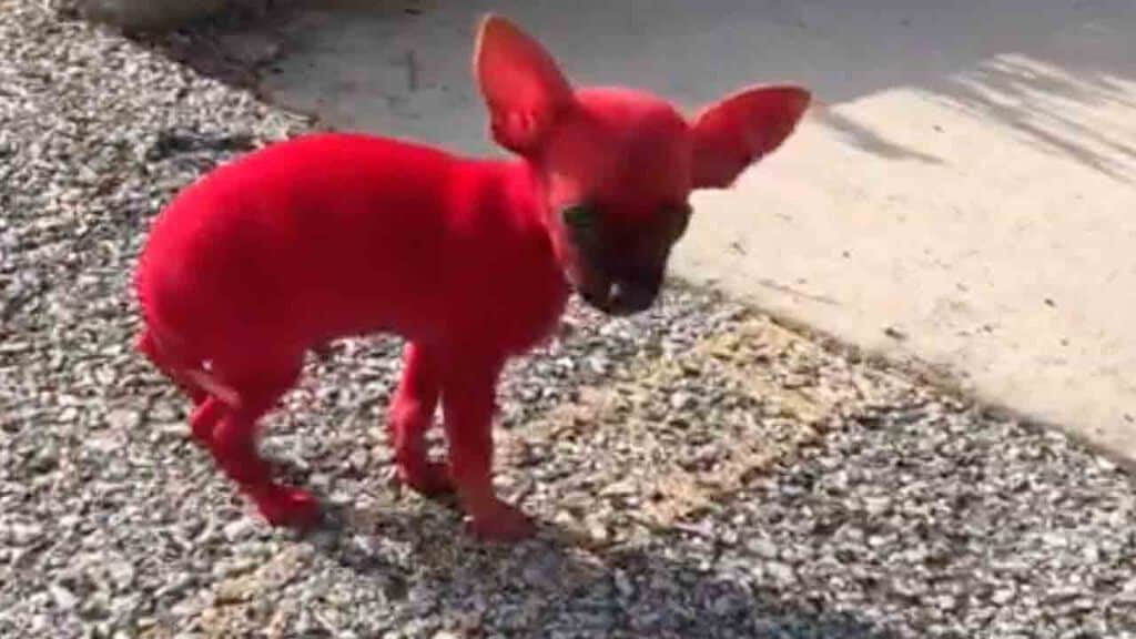cane di dipinto rosso dal rapper Valee