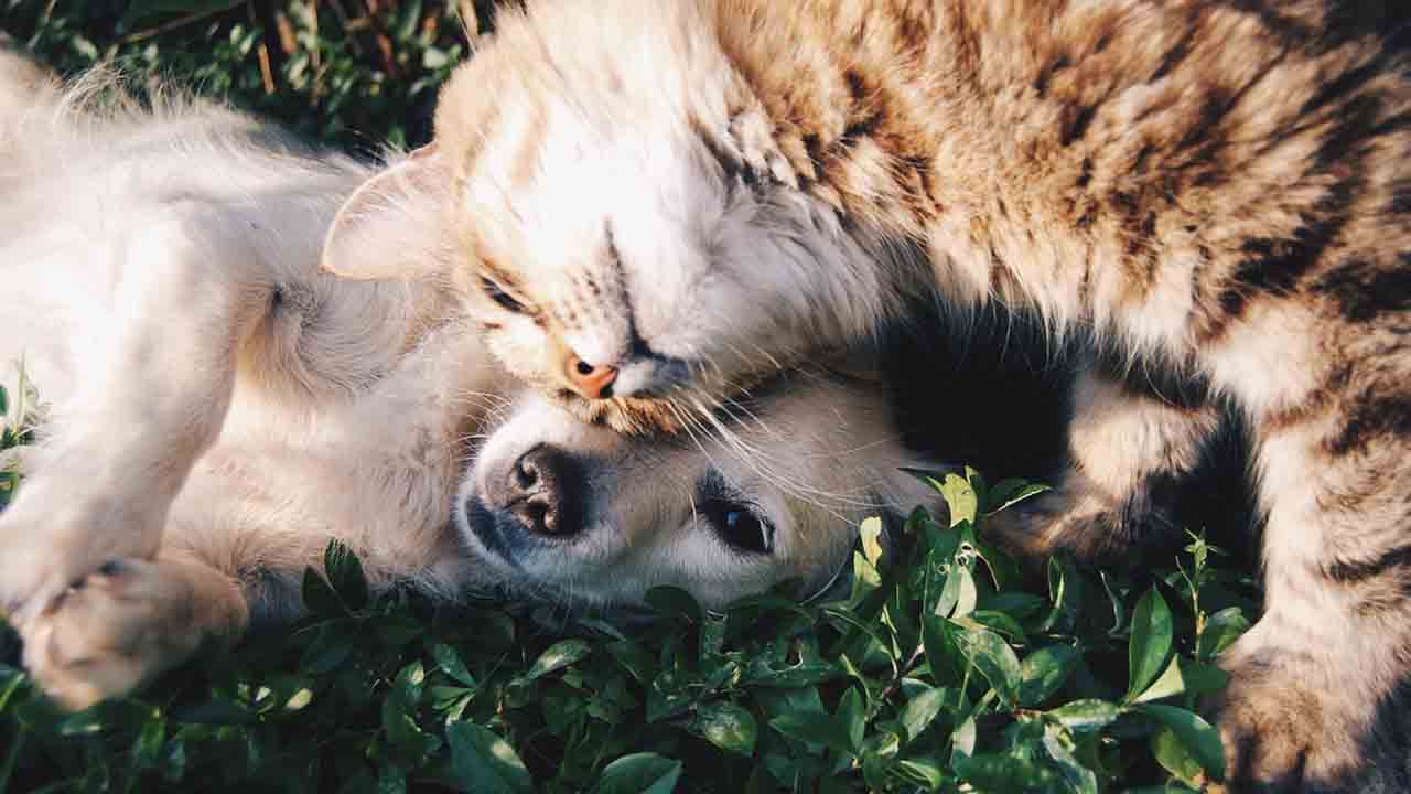 cane e gatto mentre si rotolano sull'erba