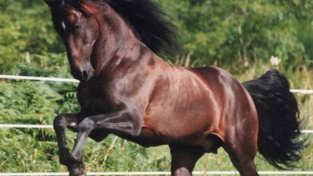 cavallo