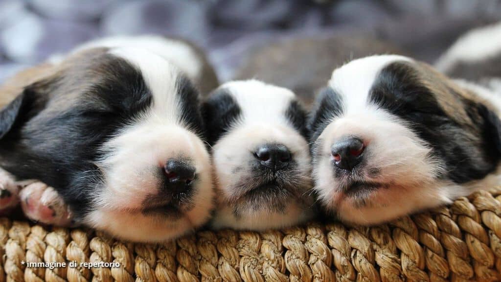 3 cuccioli di cane