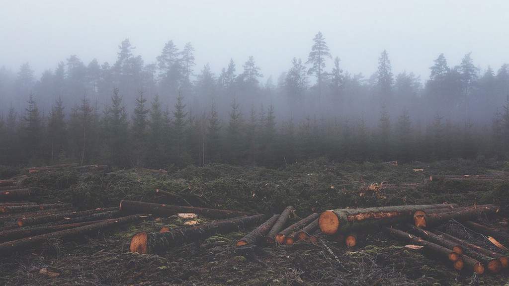 deforestazione