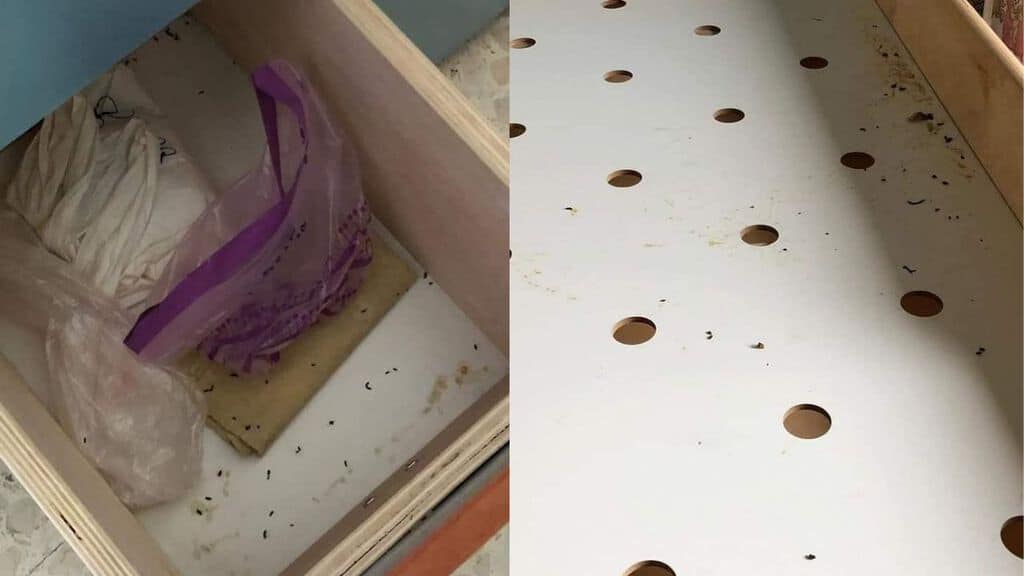 escrementi di topo nei cassetti e nel letto dei bimbi dell'asilo