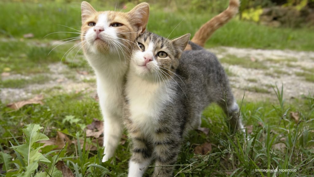 Abbandona gattini lanciandoli davanti alle case: parte l'appello sui social