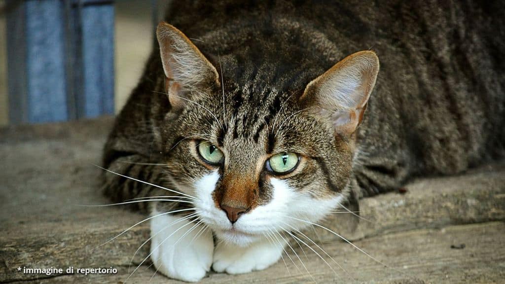 Gioia Tauro, bidello uccide a bastonate un gatto davanti a una classe di bimbi delle elementari