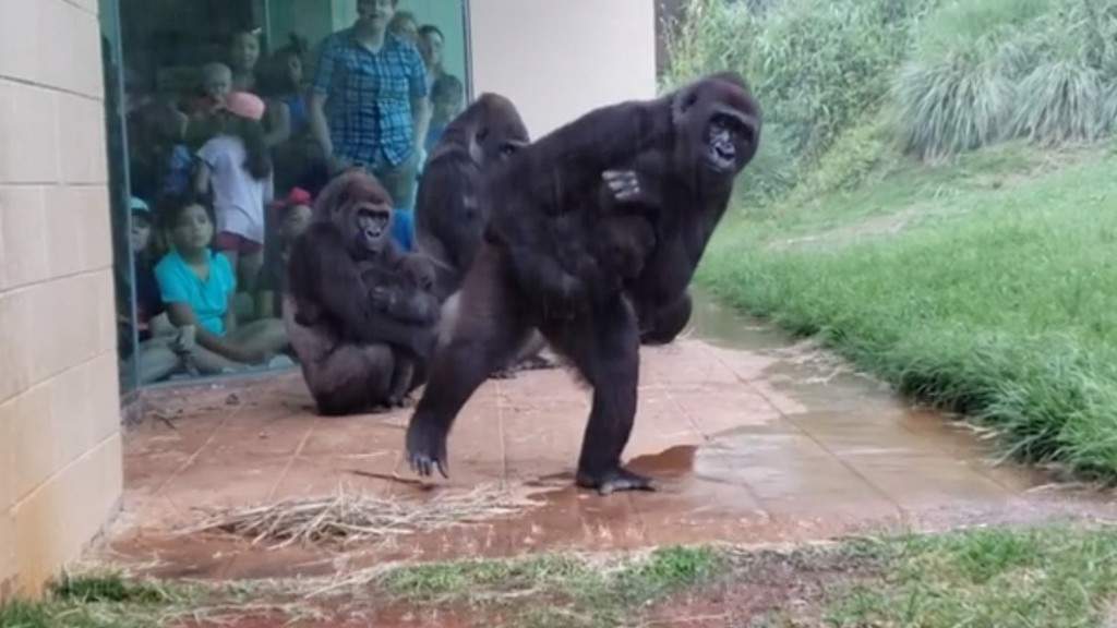 gorilla