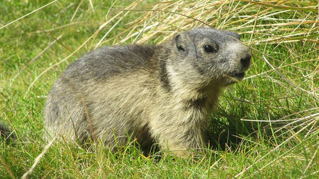 marmotta, peste