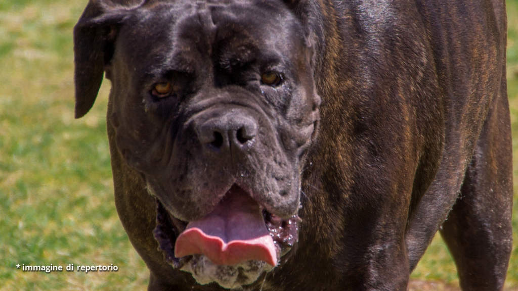 foto in primo piano di un mastino
