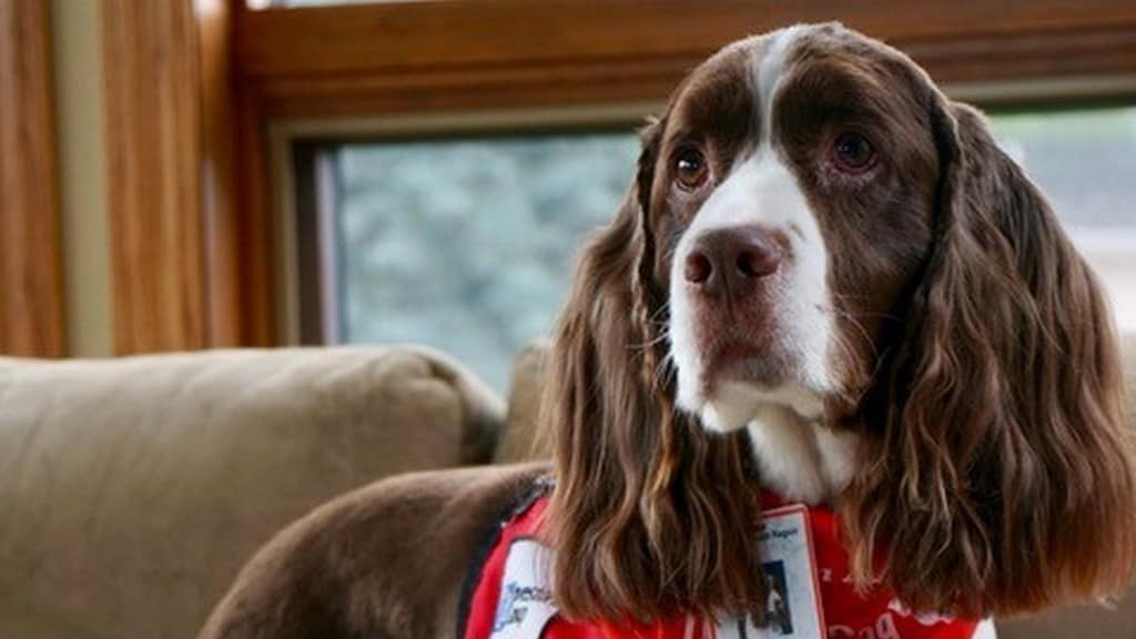 Murphy, il cane da pet therapy
