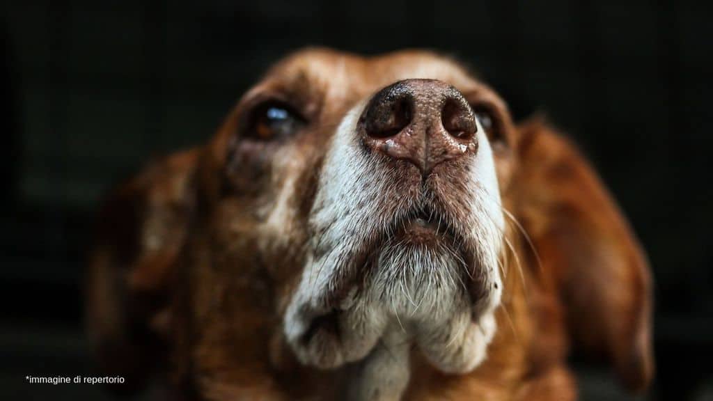 muso di un cane