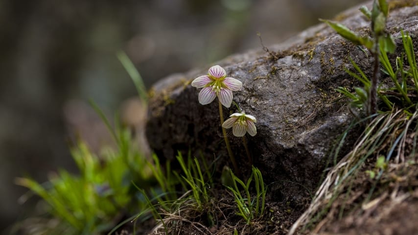 Arctic browning: la minaccia dietro le piante che diventano marroni