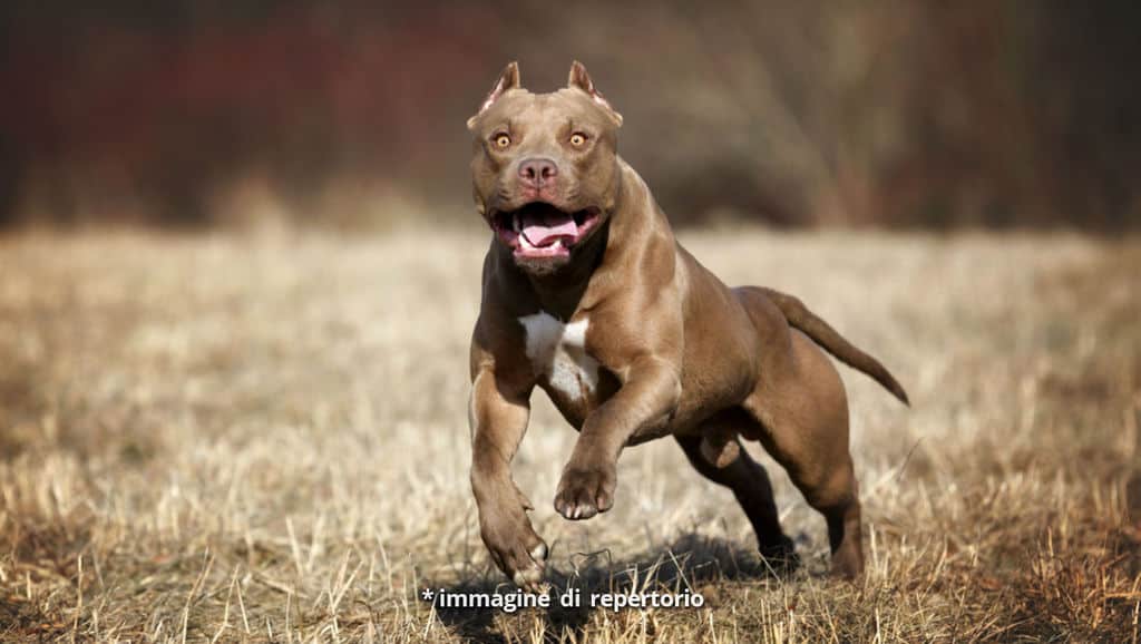 pittbul