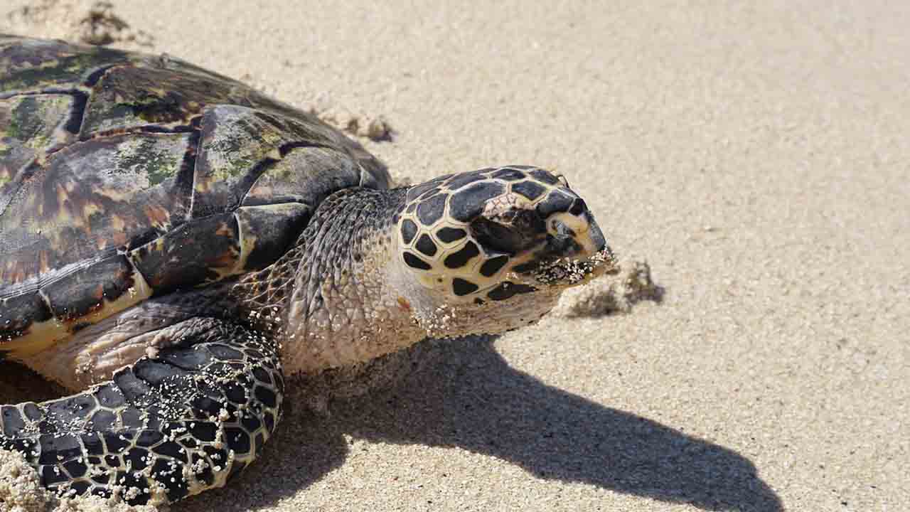 tartaruga