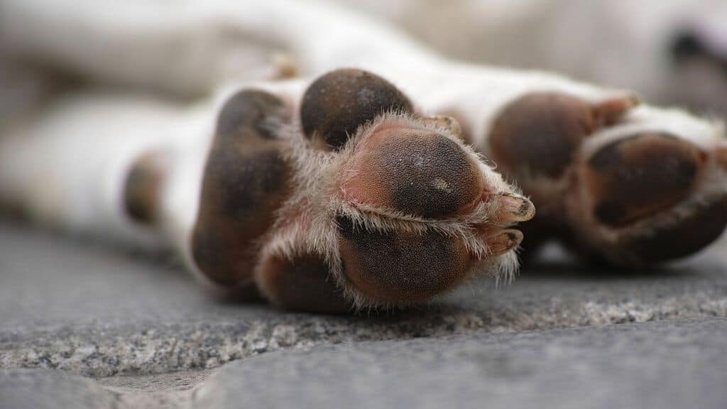 zampa di un cane