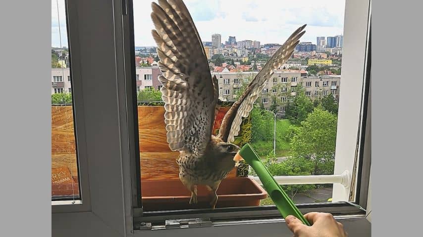 Falco alla finestra che accetta cibo da un essere umano