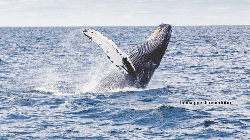 La caccia ai cetacei causa la morte di migliaia di balene (Immagine di repertorio)