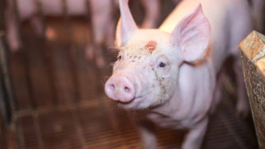 La denuncia delle torture negli allevamenti intensivi di maiali (Foto LAV) 