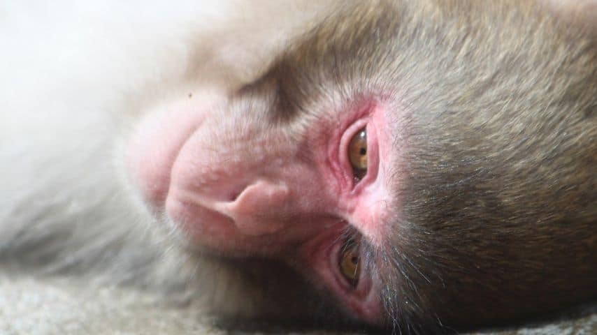 Macaco (Immagine di repertorio)