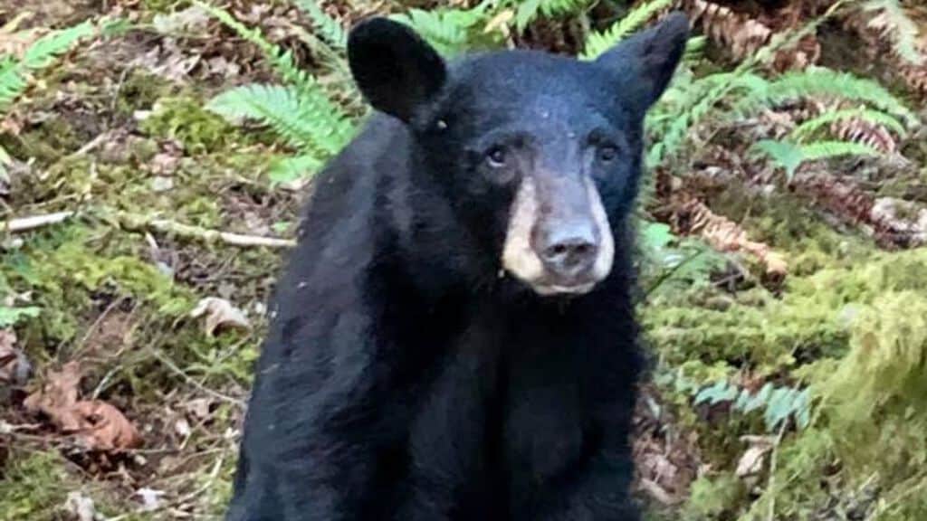 Orso nero