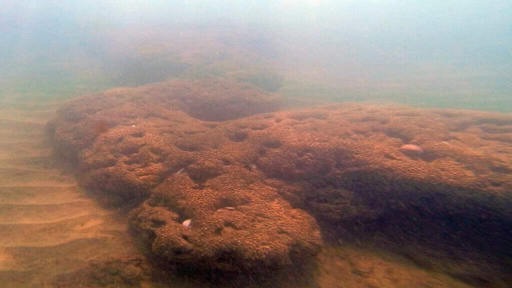 Ostia, foto della barriera corallina