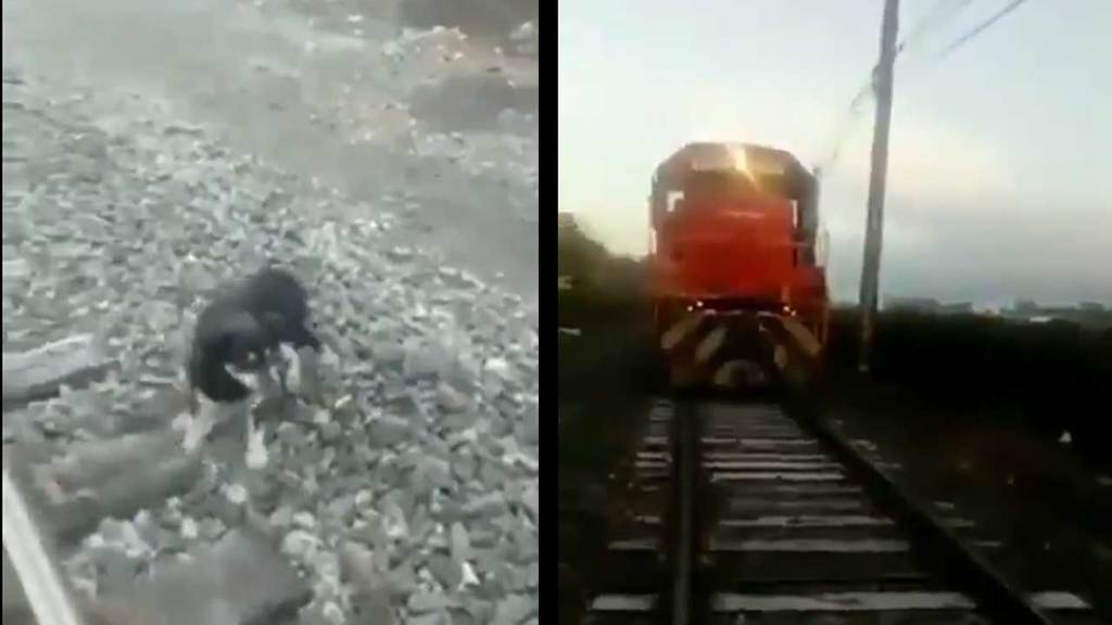 Cane abbandonato e legato ai binari del treno in Chile. Macchinista eroe gli salva la vita.