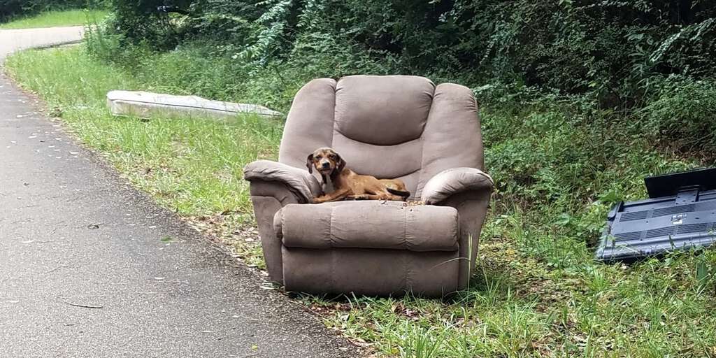 cane abbandonato su una poltrona