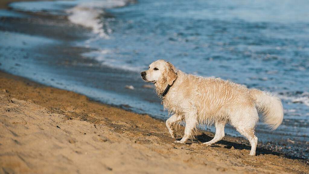 Cani, spiagge