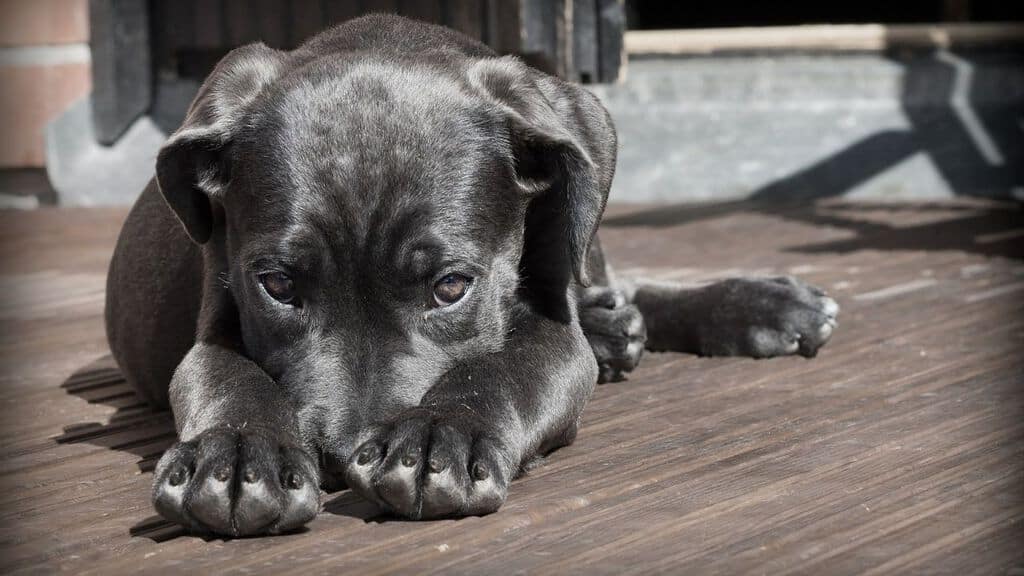 cane sdraiato a terra