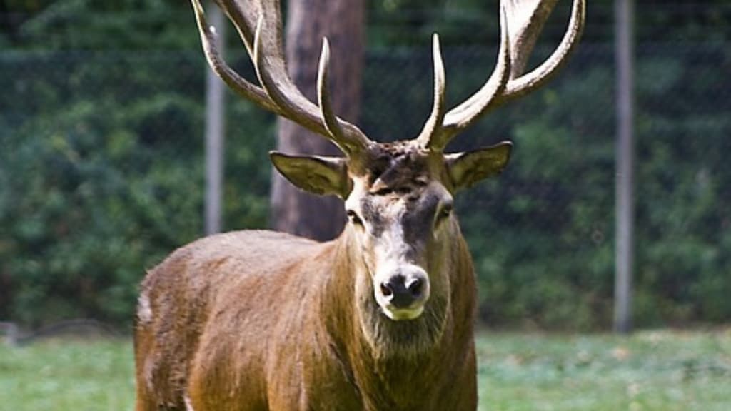 cervo rosso palchi