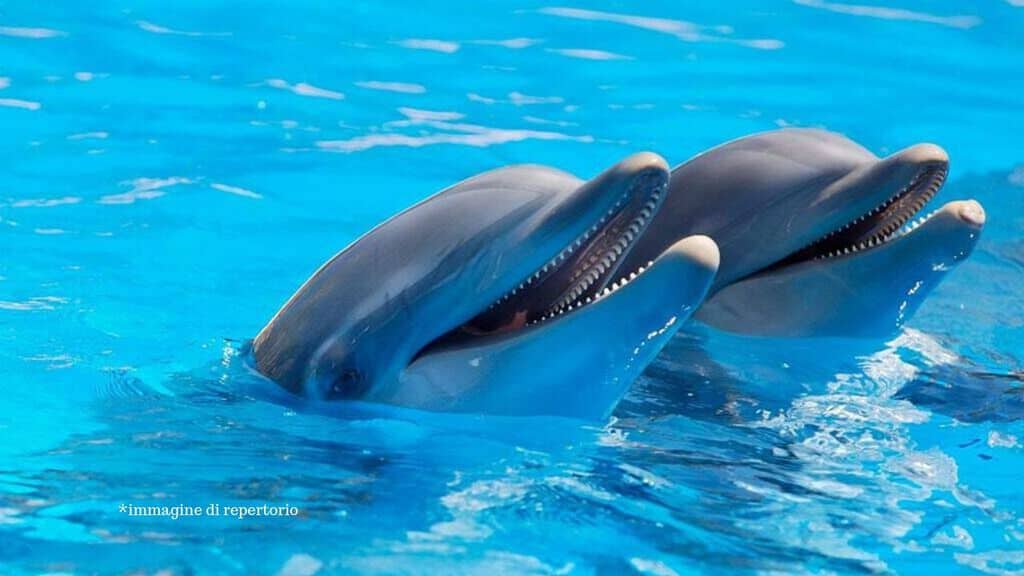 due delfini nella vasca