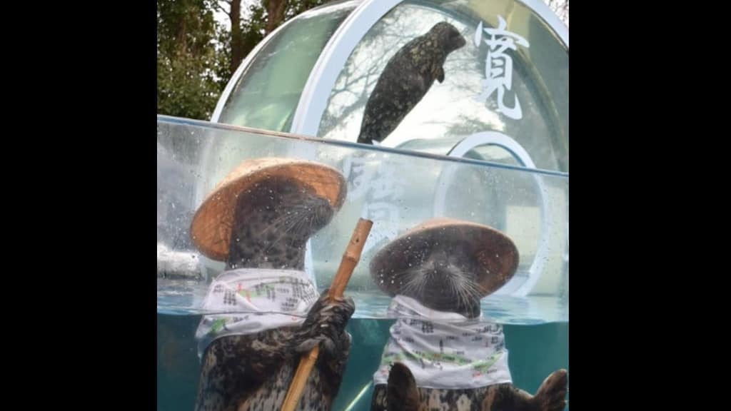 due foche travestite con cappellini in una vasca