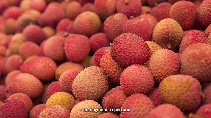 frutto litchi