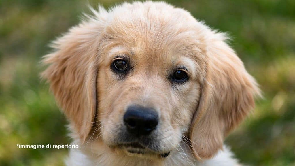 musetto in primo piano di un golden retriever