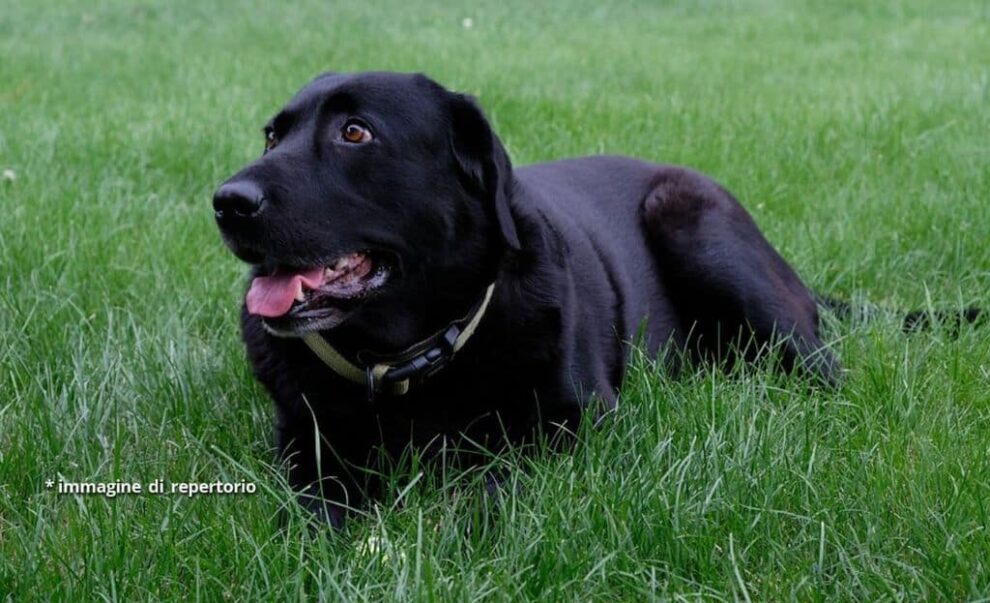 Cane Lasciato Sul Balcone Si Butta Gi Era Stremato Dal Caldo