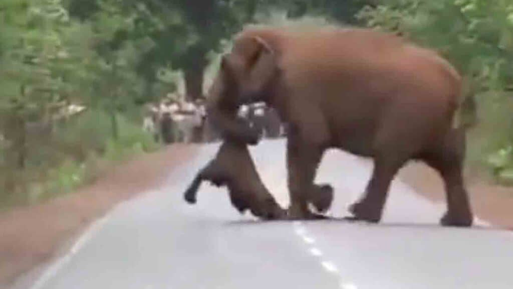 Mamma elefante trasporta il suo cucciolo morto