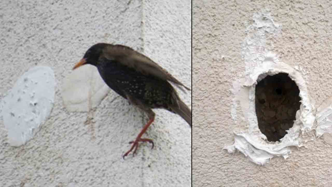 Storno davanti al nido murato e uccellini murati sulla facciata