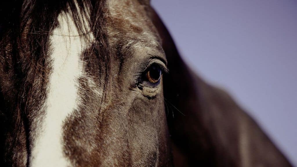 primo piano sull'occhio di un cavallo nero