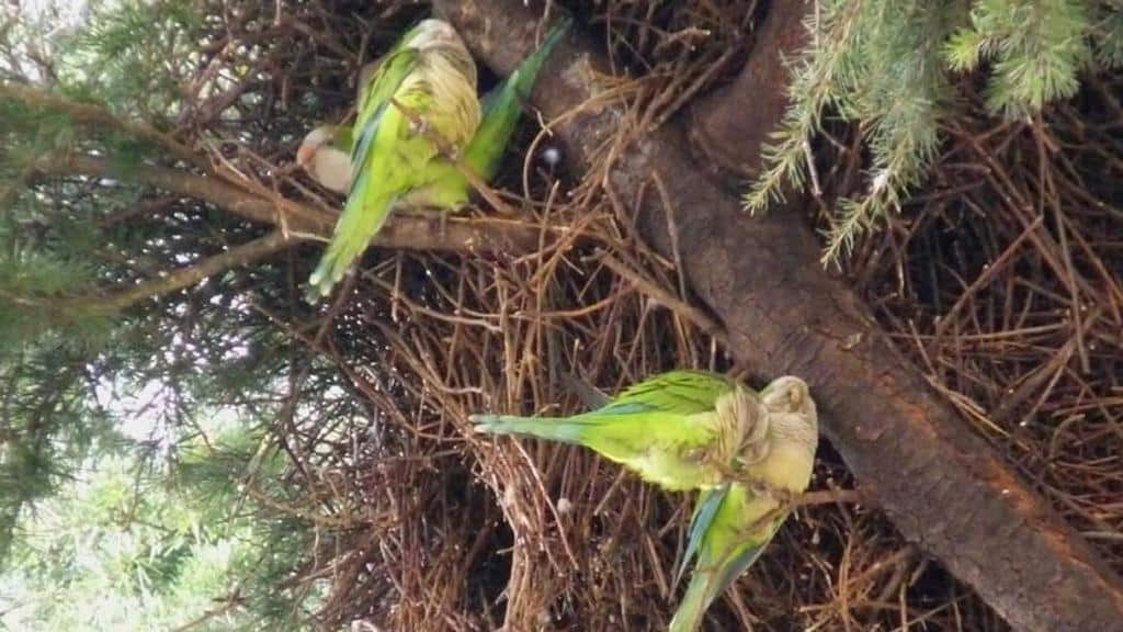 Pappagalli verdi invadono la Puglia