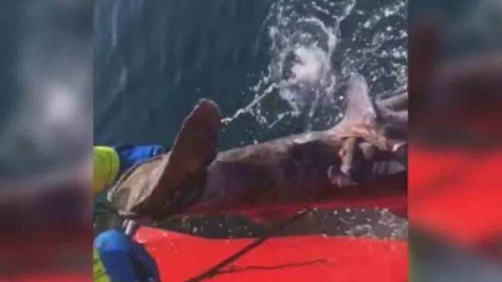 Pescatore che taglia la coda a uno squalo