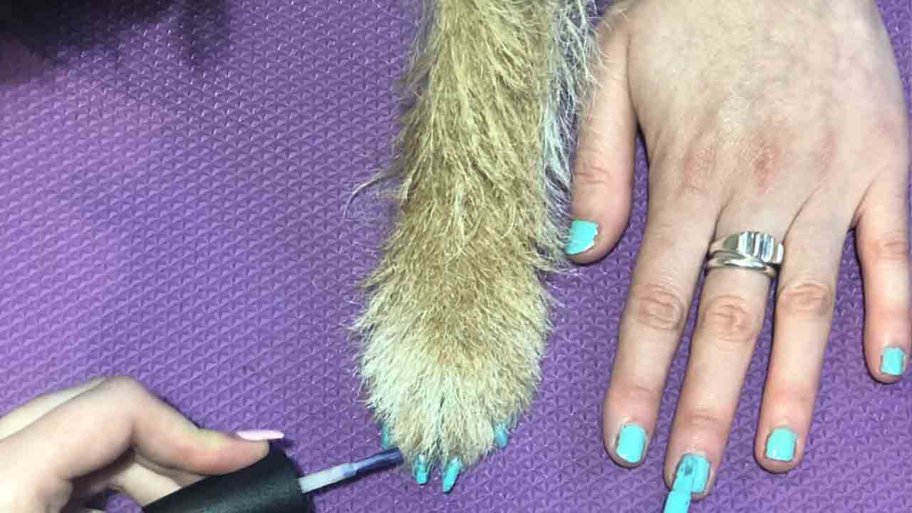 Zampa di un cane e mano di una donna con unghie colorate