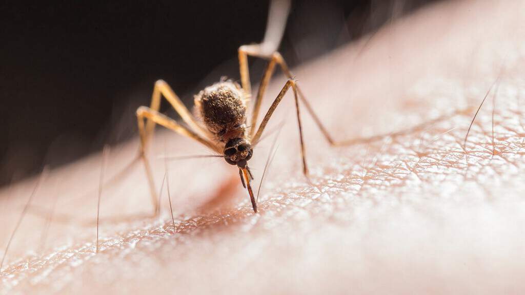 zanzara, malaria